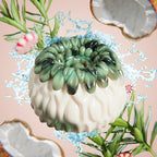 Rosemary Peppermint 'No More Break' Shampoo Bar🧼 + FREE Gift🎁